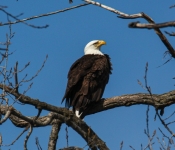 2016 04 09 Eagles 019